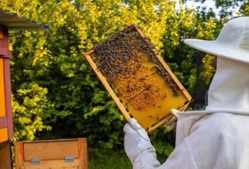 Κίνδυνος για την ελληνική μελισσοκομία