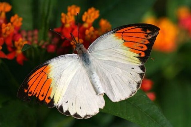 Ασιατική πεταλούδα διώχνει τους θηρευτές με δηλητηριώδη σχέδια στα φτερά