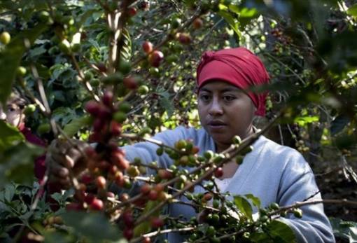 Μείωση της παραγωγής και αύξηση της τιμής του καφέ εξαιτίας της κλιματικής αλλαγής