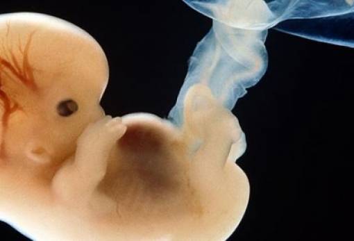 Κύηση: Τέσσερις μέρες σημαντικές για τη δημιουργία της καρδιάς του εμβρύου