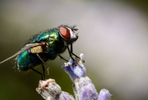Οι μύγες μολύνουν πολύ περισσότερο τα τρόφιμα από ό,τι νομίζαμε