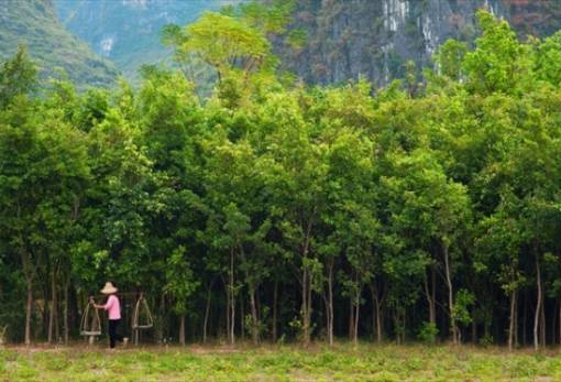 Κίνα: «Πράσινο Σινικό Τείχος» από δέντρα για την καταπολέμηση της ερημοποίησης