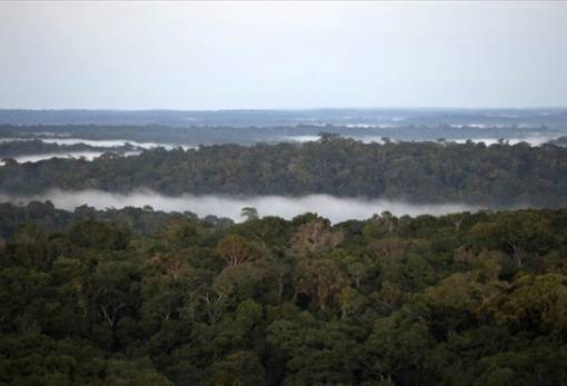 381 νέα είδη ανακαλύφθηκαν στο τροπικό δάσος του Αμαζονίου
