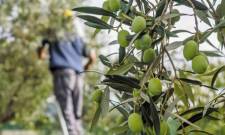 ΕΘΕΑΣ: Κίνδυνος απώλειας χρηματοδότησης για τα Προγράμματα ΟΕΦ ελαιόλαδου &amp; επιτραπέζιας ελιάς