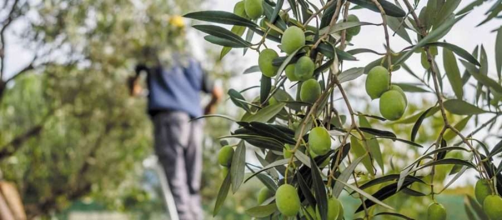 ΕΘΕΑΣ: Κίνδυνος απώλειας χρηματοδότησης για τα Προγράμματα ΟΕΦ ελαιόλαδου &amp; επιτραπέζιας ελιάς