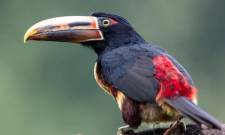 &Eta; &kappa;&lambda;&iota;&mu;&alpha;&tau;&iota;&kappa;ή &alpha;&lambda;&lambda;&alpha;&gamma;ή &epsilon;&xi;&alpha;&phi;&alpha;&nu;ί&zeta;&epsilon;&iota; &tau;&alpha; έ&nu;&tau;&omicron;&mu;&alpha;, ά&rho;&alpha; &kappa;&alpha;&iota; &tau;&alpha; &pi;&omicron;&upsilon;&lambda;&iota;ά &sigma;&tau;&omicron;&nu; &Alpha;&mu;&alpha;&zeta;ό&nu;&iota;&omicron;