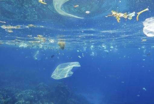 Η πλαστική ρύπανση προκαλεί αναπαραγωγικά προβλήματα στη θαλάσσια ζωή