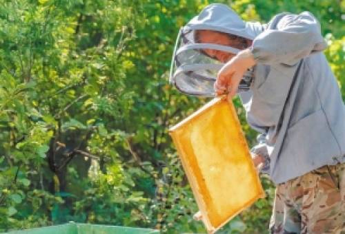 Αρνητικό το πρόσημο για τη φετινή παραγωγή μελιού