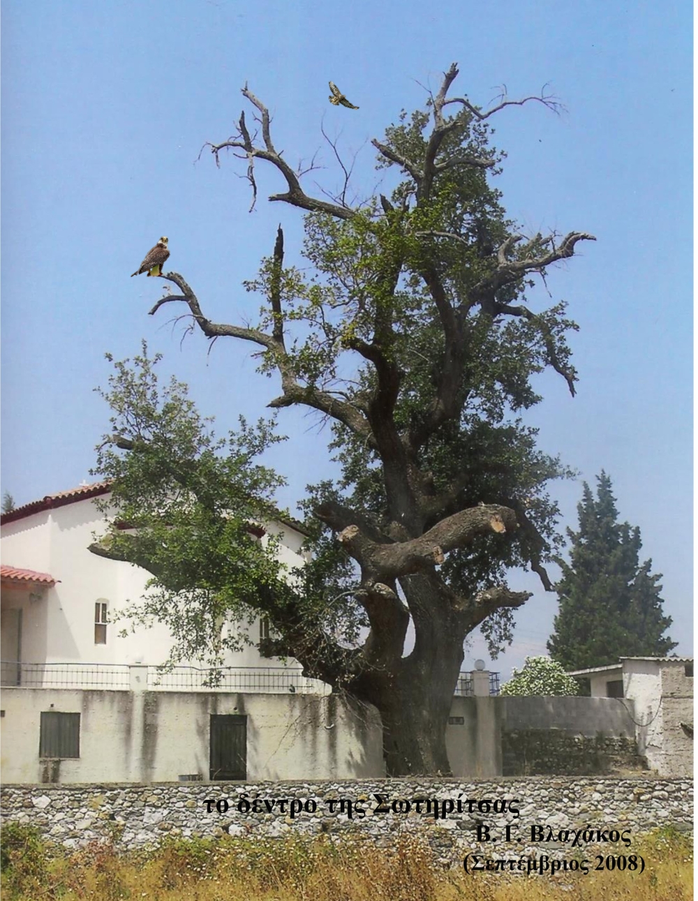 ﻿&Tau;&omicron; &delta;έ&nu;&tau;&rho;&omicron; &tau;&eta;&sigmaf; &Sigma;&omega;&tau;&eta;&rho;ί&tau;&sigma;&alpha;&sigmaf;
