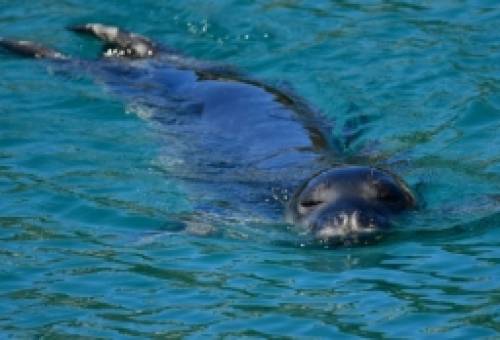 Οι σπάνιες φώκιες Μονάχους - Μονάχους κρύβονται σε σπηλιές για να ξεφύγουν από τους τουρίστες