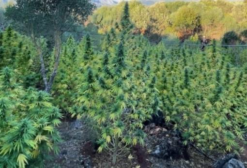 Αξίας 1,8 εκατ. ευρώ η φυτεία κάνναβης στο Γύθειο (ΦΩΤΟ-VIDEO)
