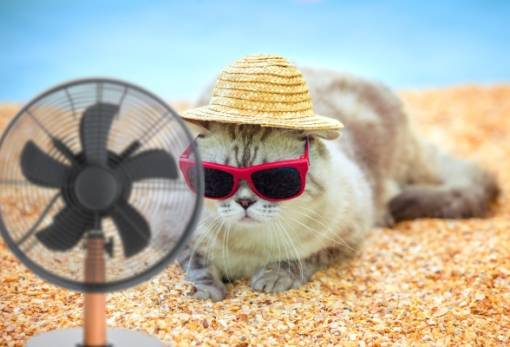 Καύσωνας και γάτες