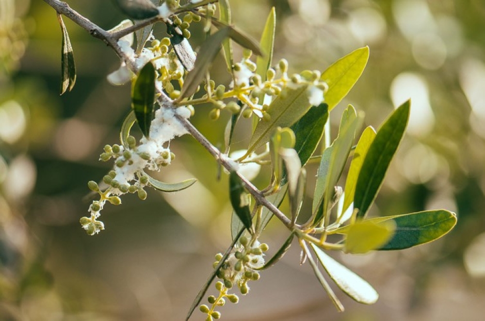 &Beta;&alpha;&mu;&beta;&alpha;&kappa;ά&delta;&alpha; &tau;&eta;&sigmaf; &epsilon;&lambda;&iota;ά&sigmaf;: Έ&nu;&alpha;&sigmaf; ή&pi;&iota;&omicron;&sigmaf; &alpha;&lambda;&lambda;ά &alpha;&nu;&epsilon;&pi;&iota;&theta;ύ&mu;&eta;&tau;&omicron;&sigmaf; &epsilon;&pi;&iota;&sigma;&kappa;έ&pi;&tau;&eta;&sigmaf;