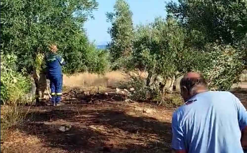 Ά&mu;&epsilon;&sigma;&eta; &kappa;&alpha;&tau;ά&sigma;&beta;&epsilon;&sigma;&eta; &mu;&iota;&kappa;&rho;ή&sigmaf; &pi;&upsilon;&rho;&kappa;&alpha;&gamma;&iota;ά&sigmaf; &sigma;&tau;&eta;&nu; &pi;&epsilon;&rho;&iota;&omicron;&chi;ή &Sigma;&pi;&upsilon;&rho;&iota;ά&nu;&iota;&kappa;&alpha; &tau;&eta;&sigmaf; &Epsilon;&lambda;&alpha;&phi;&omicron;&nu;ή&sigma;&omicron;&upsilon;