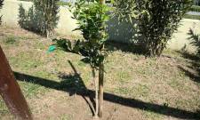 &Mu;&iota;&kappa;&rho;&omicron;ί &laquo;&kappa;&eta;&pi;&omicron;&upsilon;&rho;&omicron;ί&raquo; &phi;ύ&tau;&epsilon;&upsilon;&sigma;&alpha;&nu; &zeta;&omega;ή &sigma;&tau;&omicron; 12&omicron; &Nu;&eta;&pi;&iota;&alpha;&gamma;&omega;&gamma;&epsilon;ί&omicron; &Sigma;&pi;ά&rho;&tau;&eta;&sigmaf;