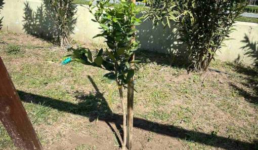 &Mu;&iota;&kappa;&rho;&omicron;ί &laquo;&kappa;&eta;&pi;&omicron;&upsilon;&rho;&omicron;ί&raquo; &phi;ύ&tau;&epsilon;&upsilon;&sigma;&alpha;&nu; &zeta;&omega;ή &sigma;&tau;&omicron; 12&omicron; &Nu;&eta;&pi;&iota;&alpha;&gamma;&omega;&gamma;&epsilon;ί&omicron; &Sigma;&pi;ά&rho;&tau;&eta;&sigmaf;