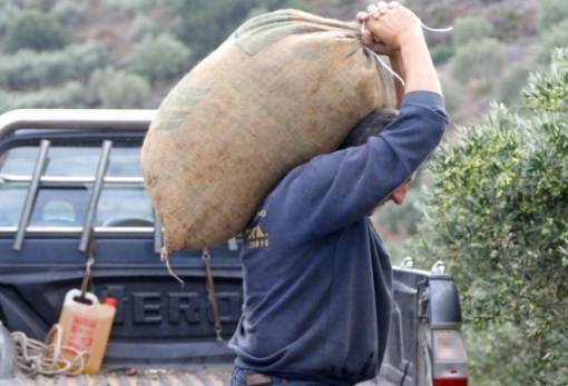Εκτιμούν τον αριθμό των αναγκαίων εργατών από τρίτες χώρες στη Λακωνία