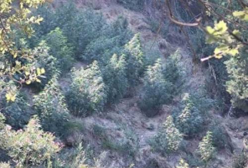 Χασισοφυτεία στην Παλαιοπαναγιά ξεσκέπασε η Αστυνομία