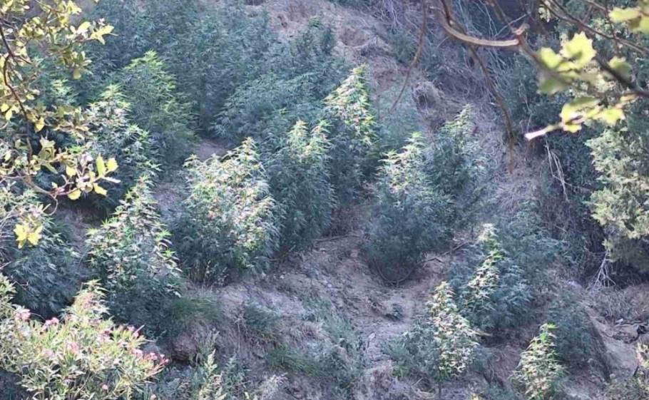 &Chi;&alpha;&sigma;&iota;&sigma;&omicron;&phi;&upsilon;&tau;&epsilon;ί&alpha; &sigma;&tau;&eta;&nu; &Pi;&alpha;&lambda;&alpha;&iota;&omicron;&pi;&alpha;&nu;&alpha;&gamma;&iota;ά &xi;&epsilon;&sigma;&kappa;έ&pi;&alpha;&sigma;&epsilon; &eta; &Alpha;&sigma;&tau;&upsilon;&nu;&omicron;&mu;ί&alpha;