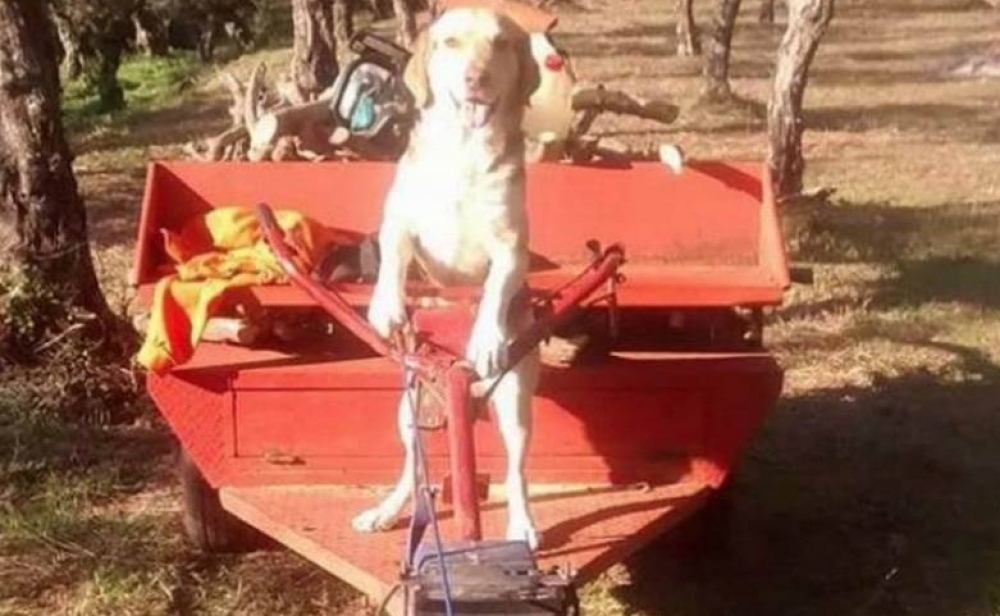 &Alpha;&pi;ί&sigma;&tau;&epsilon;&upsilon;&tau;&omicron; &kappa;&iota; ό&mu;&omega;&sigmaf; &mu;&alpha;&nu;&iota;ά&tau;&iota;&kappa;&omicron;! Έ&nu;&alpha;&sigmaf; &sigma;&kappa;ύ&lambda;&omicron;&sigmaf; &laquo;&beta;ά&zeta;&epsilon;&iota; &tau;&alpha; &gamma;&upsilon;&alpha;&lambda;&iota;ά&raquo; &sigma;&tau;&omicron;&hellip; &phi;&rho;&epsilon;&zeta;ά&rho;&iota;&sigma;&mu;&alpha; (VIDEO)