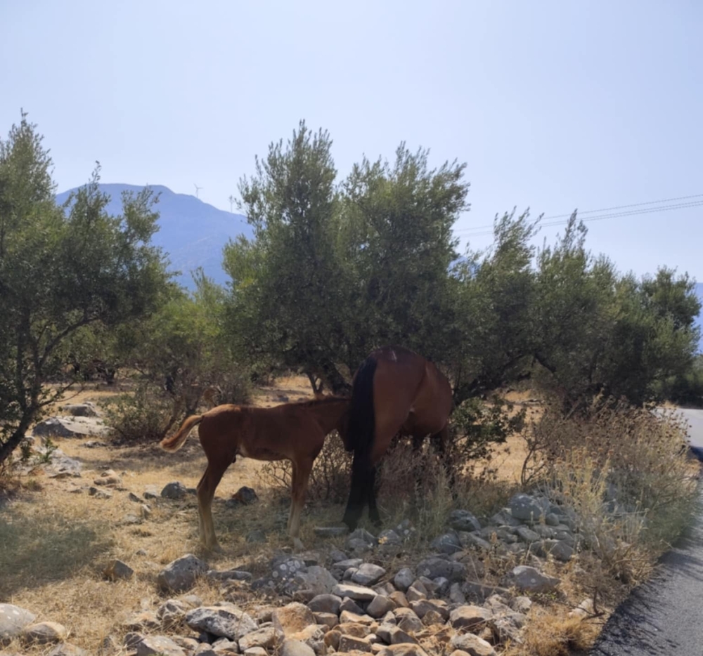 &Alpha;&delta;έ&sigma;&pi;&omicron;&tau;&alpha;... ά&lambda;&omicron;&gamma;&alpha; &sigma;&epsilon; &omicron;&iota;&kappa;&iota;&sigma;&mu;&omicron;ύ&sigmaf; &tau;&omicron;&upsilon; &Pi;ύ&rho;&gamma;&omicron;&upsilon; &Delta;&iota;&rho;&omicron;ύ