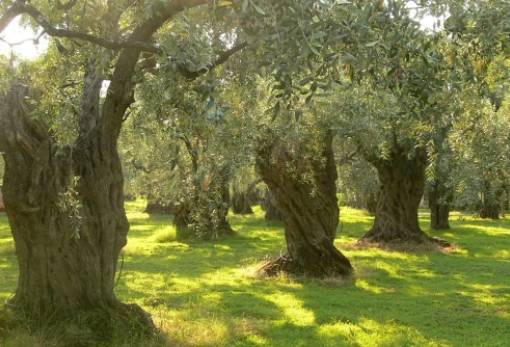 Υποχρεωτικές οι ηλεκτρονικές δηλώσεις συγκομιδής ελαιοκάρπου