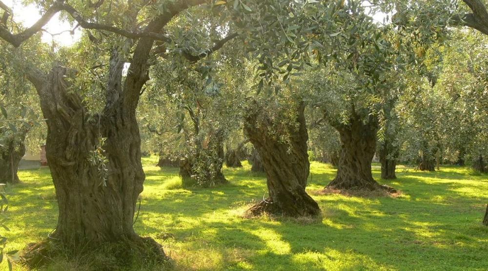 &Upsilon;&pi;&omicron;&chi;&rho;&epsilon;&omega;&tau;&iota;&kappa;έ&sigmaf; &omicron;&iota; &eta;&lambda;&epsilon;&kappa;&tau;&rho;&omicron;&nu;&iota;&kappa;έ&sigmaf; &delta;&eta;&lambda;ώ&sigma;&epsilon;&iota;&sigmaf; &sigma;&upsilon;&gamma;&kappa;&omicron;&mu;&iota;&delta;ή&sigmaf; &epsilon;&lambda;&alpha;&iota;&omicron;&kappa;ά&rho;&pi;&omicron;&upsilon;