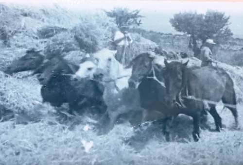 Τα αλώνια του Βόρειου Ταϋγέτου «αφηγούνται» την ιστορία τους στην Αγόριανη