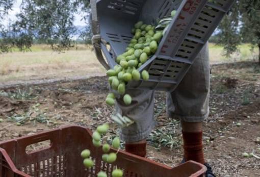 Υποχρεωτικές οι δηλώσεις συγκομιδής ελαιοκάρπου