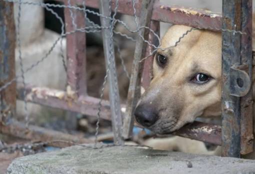 Δύο άνδρες συνελήφθησαν στη Σπάρτη για παραμέληση των σκύλων τους