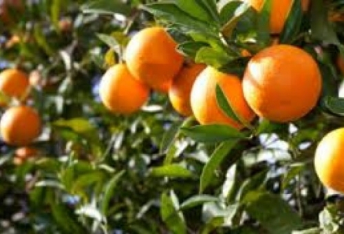 Ζητούν άρση του αποκλεισμού για τις αποζημιώσεις εσπεριδοειδών