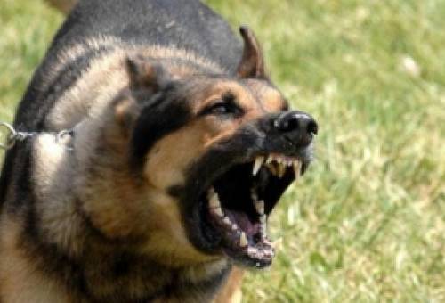 Επίθεση αδέσποτου σε δύο ανήλικους στη Σπάρτη