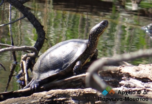 Το ζώο της εβδομάδας: Βαλτοχελώνα (Emys orbicularis)