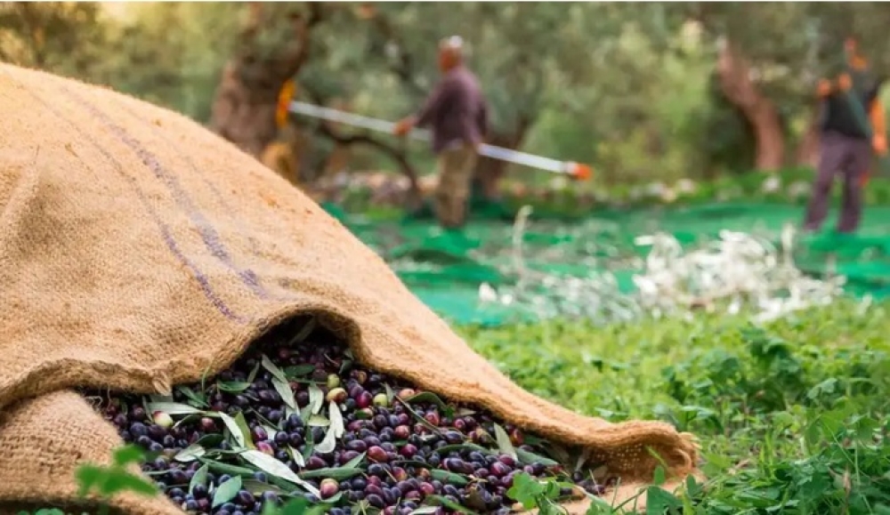 Δυσεύρετοι και ακριβοί οι εργάτες γης στη Λακωνία