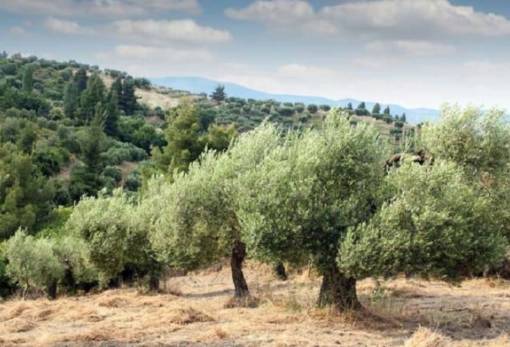 Το Ελαιοκομικό Μητρώο επανέρχεται