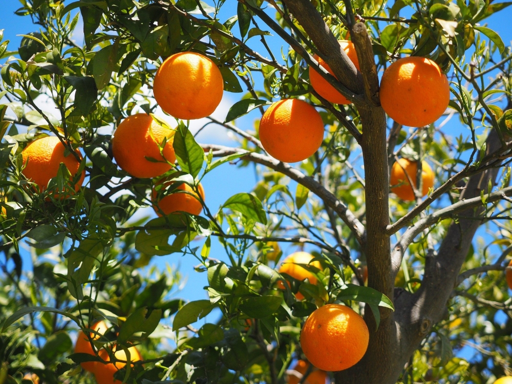 &Upsilon;&pi;&omicron;&chi;&omega;&rho;&epsilon;ί &eta; &pi;&alpha;&rho;&alpha;&gamma;&omega;&gamma;ή &pi;&omicron;&rho;&tau;&omicron;&kappa;&alpha;&lambda;&iota;ώ&nu; &sigma;&tau;&eta;&nu; &Epsilon;&upsilon;&rho;&omega;&pi;&alpha;ϊ&kappa;ή Έ&nu;&omega;&sigma;&eta;