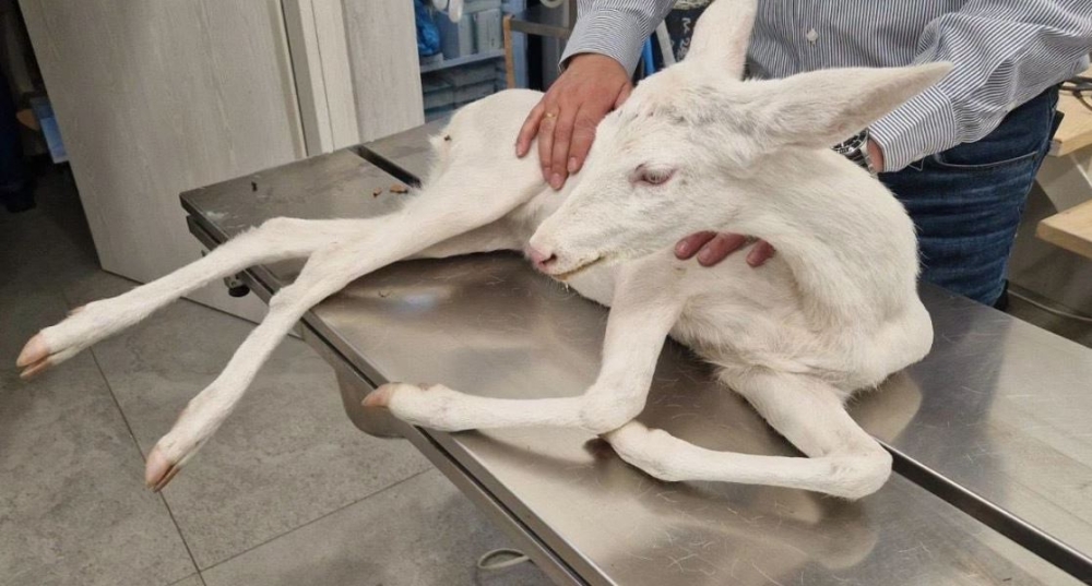 &Epsilon;&pi;έ&sigma;&tau;&rho;&epsilon;&psi;&epsilon; &sigma;&tau;&eta; &phi;ύ&sigma;&eta; &sigma;&pi;ά&nu;&iota;&omicron; &lambda;&epsilon;&upsilon;&kappa;ό &zeta;&alpha;&rho;&kappa;ά&delta;&iota; &pi;&omicron;&upsilon; &pi;&alpha;&rho;&alpha;&sigma;ύ&rho;&theta;&eta;&kappa;&epsilon; &alpha;&pi;ό &alpha;&upsilon;&tau;&omicron;&kappa;ί&nu;&eta;&tau;&omicron;
