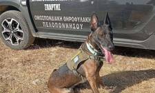 &Tau;&omicron; &delta;&iota;&kappa;ό &sigma;&alpha;&sigmaf; &sigma;&chi;ό&lambda;&iota;&omicron;: Ό&tau;&alpha;&nu; &tau;&omicron; &delta;&eta;&lambda;&eta;&tau;ή&rho;&iota;&omicron; &delta;&epsilon;&nu; &sigma;&kappa;&omicron;&tau;ώ&nu;&epsilon;&iota; &mu;ό&nu;&omicron; &sigma;&kappa;&upsilon;&lambda;&iota;ά