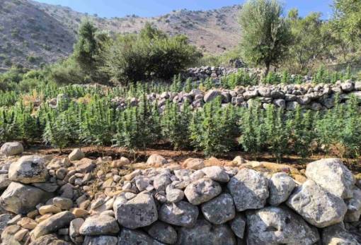 Μικρό δάσος κάνναβης βρέθηκε στην προσηλιακή Μάνη