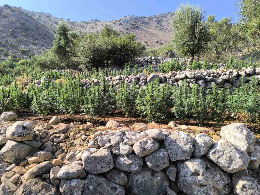 Μικρό δάσος κάνναβης βρέθηκε στην προσηλιακή Μάνη