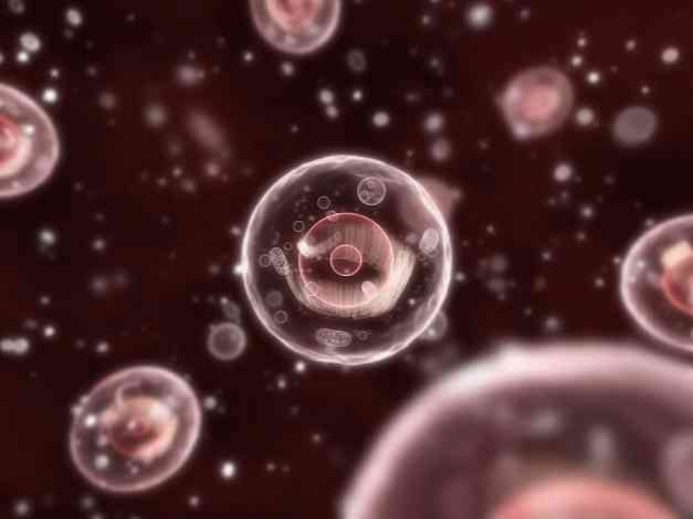 &Pi;ό&sigma;&alpha; &kappa;ύ&tau;&tau;&alpha;&rho;&alpha; &upsilon;&pi;ά&rho;&chi;&omicron;&upsilon;&nu; &sigma;&tau;&omicron; &alpha;&nu;&theta;&rho;ώ&pi;&iota;&nu;&omicron; &sigma;ώ&mu;&alpha;;