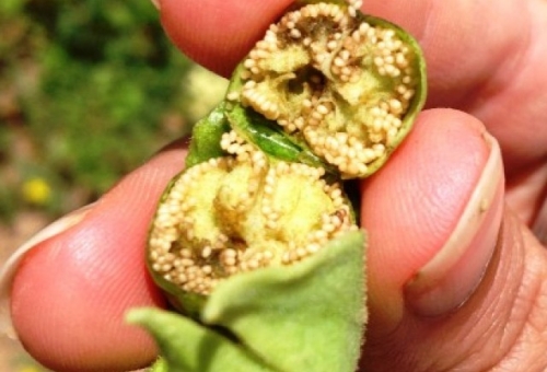 Βιοκαύσιμο αεροσκαφών από καπνό φιλικό στο περιβάλλον