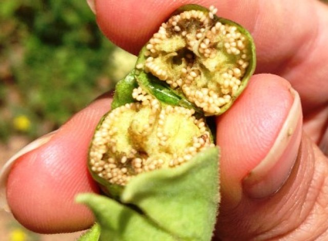 &Beta;&iota;&omicron;&kappa;&alpha;ύ&sigma;&iota;&mu;&omicron; &alpha;&epsilon;&rho;&omicron;&sigma;&kappa;&alpha;&phi;ώ&nu; &alpha;&pi;ό &kappa;&alpha;&pi;&nu;ό &phi;&iota;&lambda;&iota;&kappa;ό &sigma;&tau;&omicron; &pi;&epsilon;&rho;&iota;&beta;ά&lambda;&lambda;&omicron;&nu;