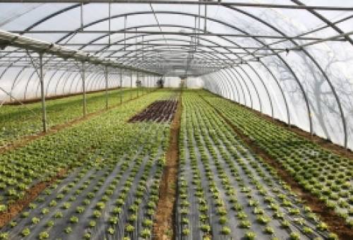 Υπερκαλύφθηκε ο προϋπολογισμός της Παρέμβασης για τα θερμοκήπια