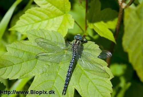 Το ζώο της εβδομάδας: Λιβελλούλα (Τάξη Οδοντόγναθα )