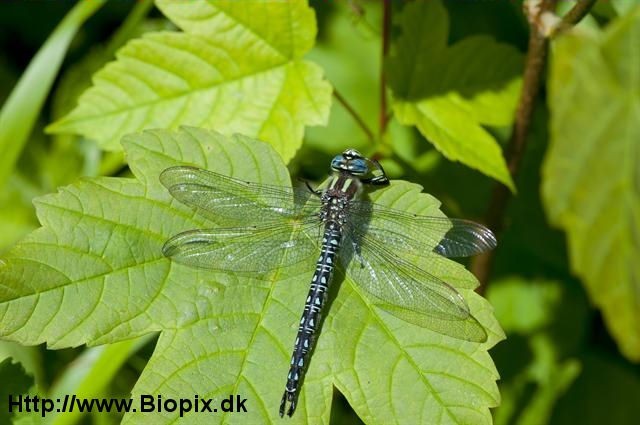 &Tau;&omicron; &zeta;ώ&omicron; &tau;&eta;&sigmaf; &epsilon;&beta;&delta;&omicron;&mu;ά&delta;&alpha;&sigmaf;: &Lambda;&iota;&beta;&epsilon;&lambda;&lambda;&omicron;ύ&lambda;&alpha; (&Tau;ά&xi;&eta; &Omicron;&delta;&omicron;&nu;&tau;ό&gamma;&nu;&alpha;&theta;&alpha; )