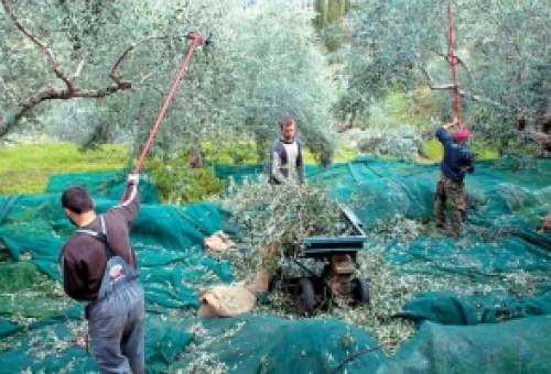 Εξειδικευμένο συνεργείο αναλαμβάνει τη συλλογή ελαιοκάρπου
