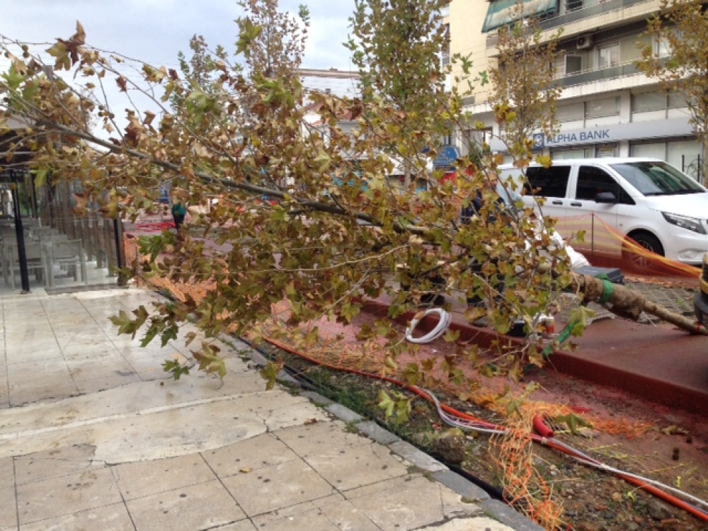 Γιατί έπεσε ο πλάτανος στην Παλαιολόγου; (Φωτος)