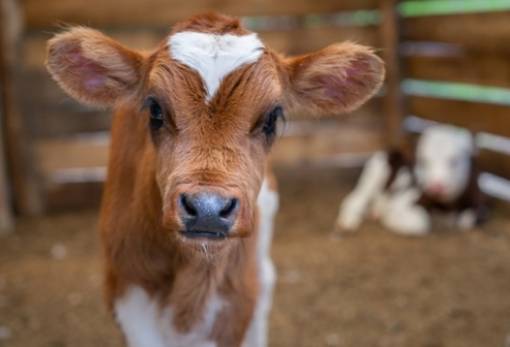 Δίδυμο με άγνωστο συνεργό πίσω από ζωοκλοπή σε μαντρί στη Μάνη