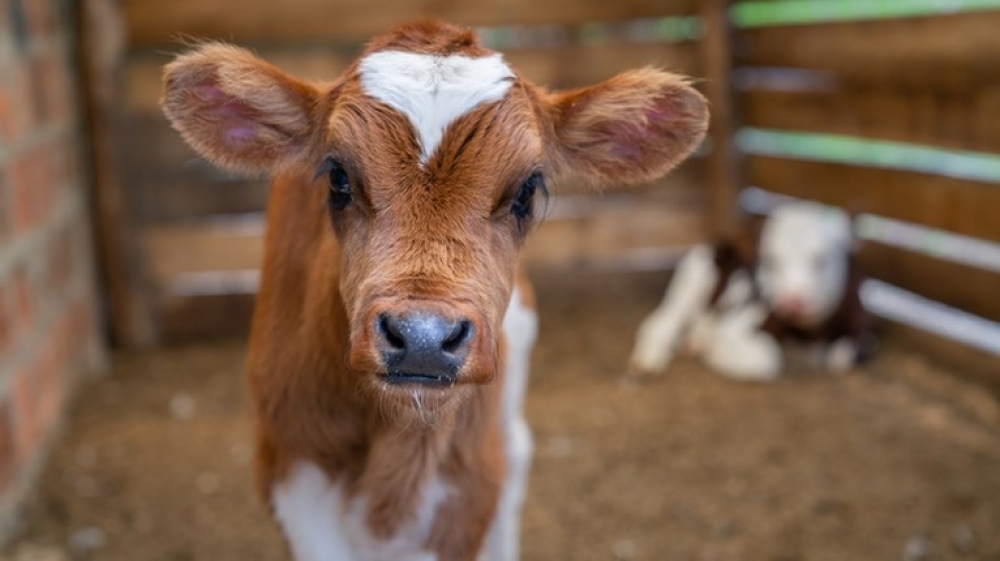 Δίδυμο με άγνωστο συνεργό πίσω από ζωοκλοπή σε μαντρί στη Μάνη